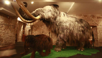Museo del Mamut