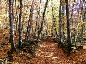 Ruta por la Fageda d en Jordà