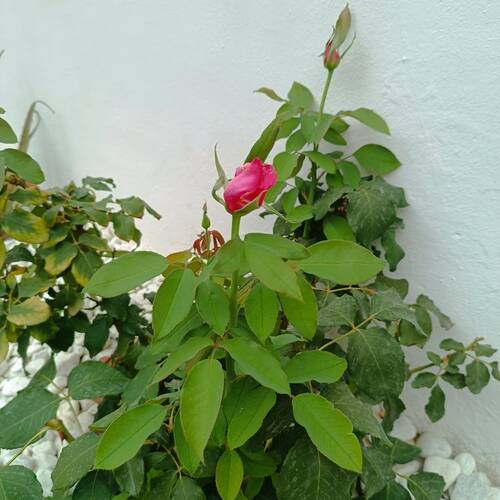 Foto extra 2
