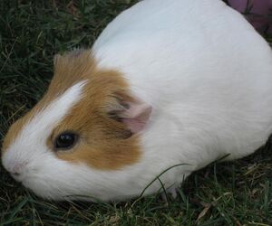 ESTHER