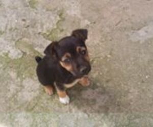 Felix Angel Es