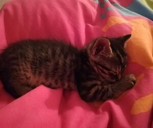 Oscar