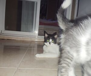 Marvin