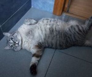 Neko