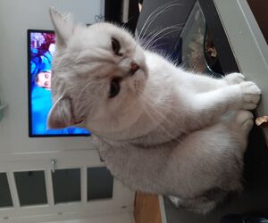 Josep