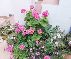 Rosa