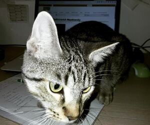 Miau