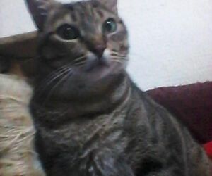 leopard panther cat bungar   