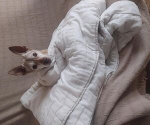 Paloma