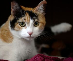 Virginia