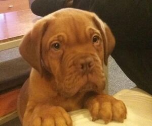 Hector