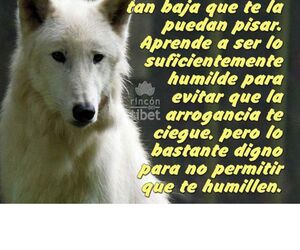 Yussi 