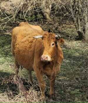 Ester