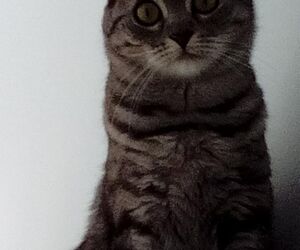 Xesca