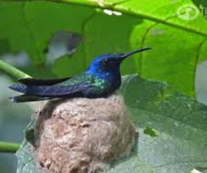 Colibri
