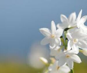Florb
