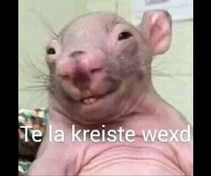 Feerd11