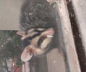 Pepita