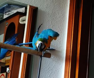 Alejandro