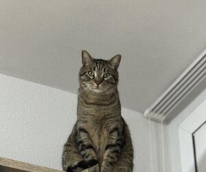 Moha