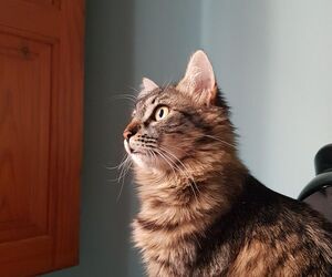 oscar