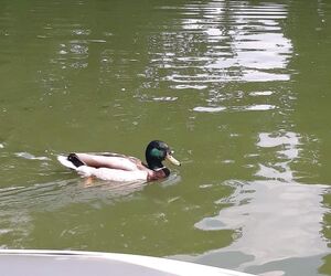 Patito