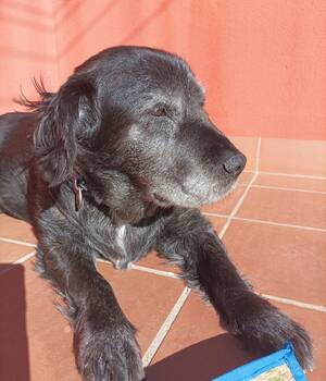 Maite