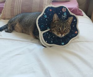 Gemma