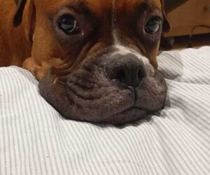 ANA