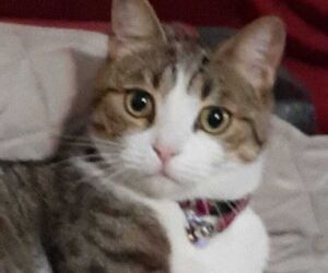 Isabel