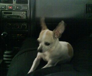 bety              