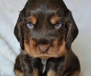 Oscar