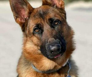 Hugo