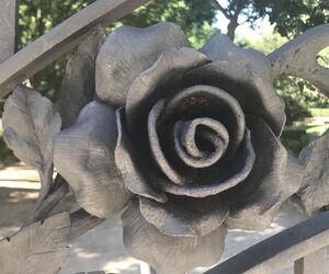 Rosa