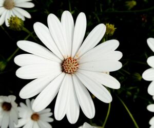Cristina