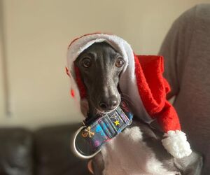 fernando