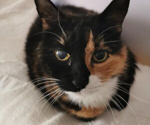 Isabel