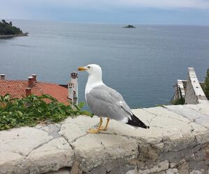 Albert