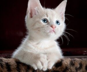 BlueEyes