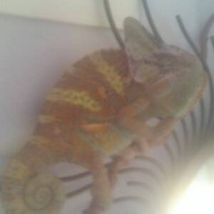 Jose