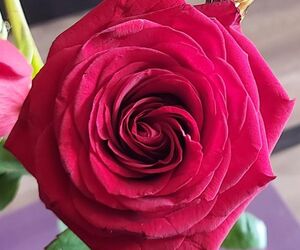 rosa