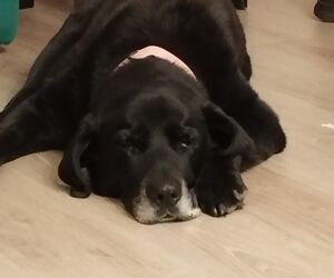 Carlos
