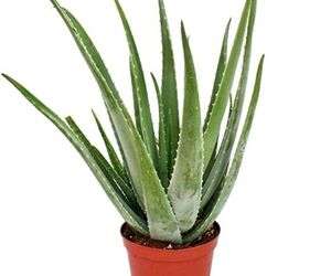 Dario