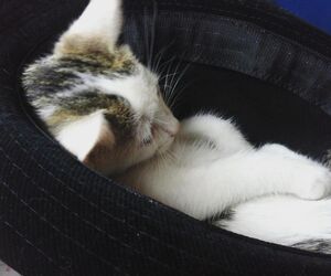 Nico