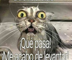 Cris