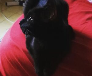 Aida