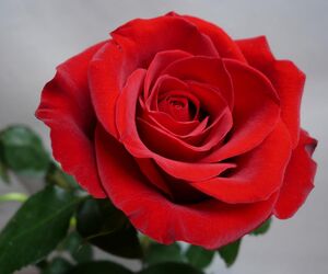 Dalia10