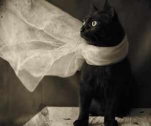 Pau_cat  
