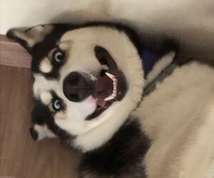 Roro