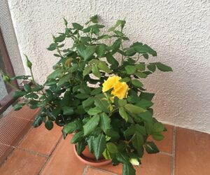 belen